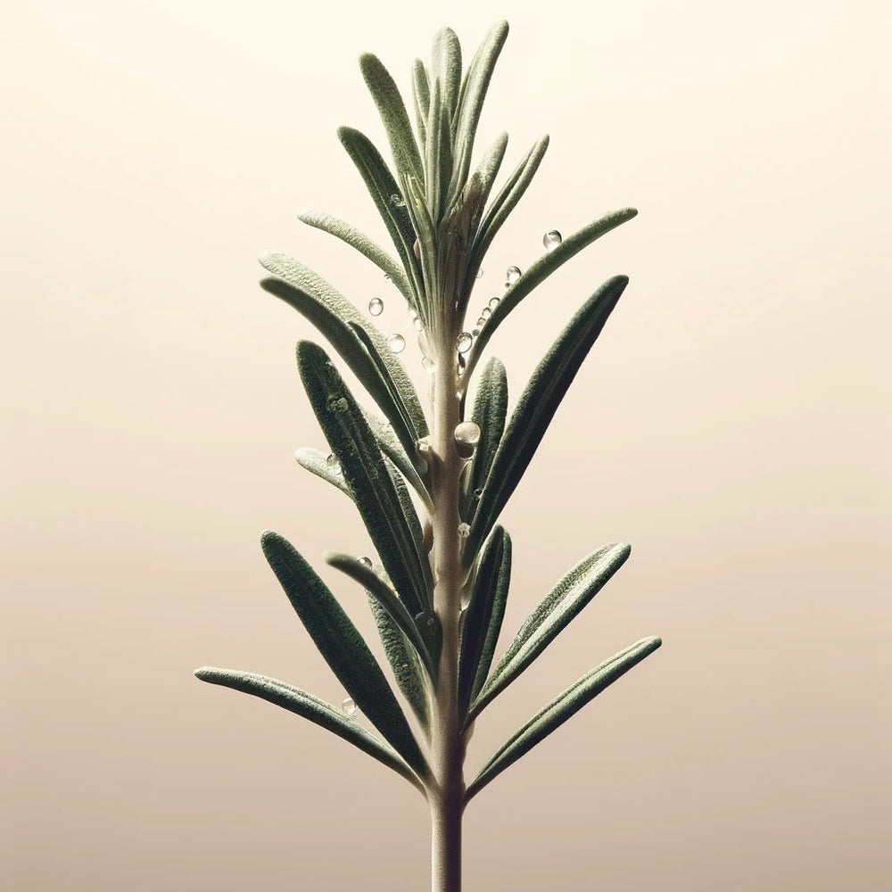 purifying hair lotion - dry scalp